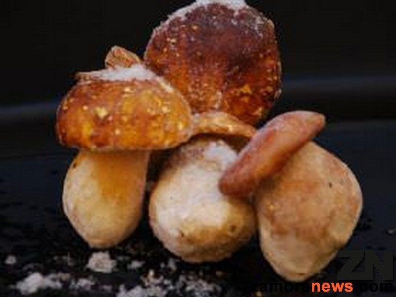 setas_boletus_zamoranews_2_tn.jpg