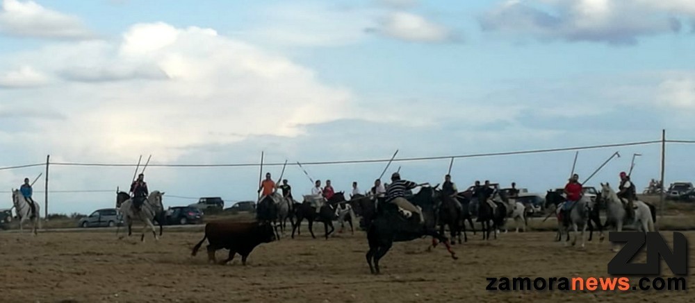 /images/encierro_pereruela_3.jpg