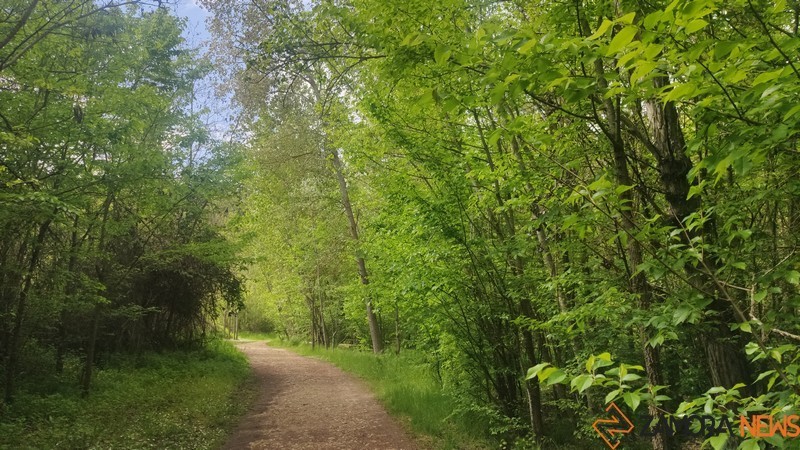 bosque de valorio zamora (14)