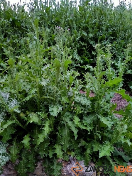 Parque del Consejo de Europa