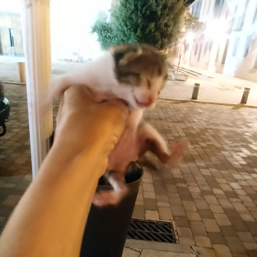Cría de gato rescatado