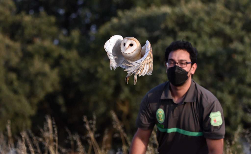 Suelta de lechuza