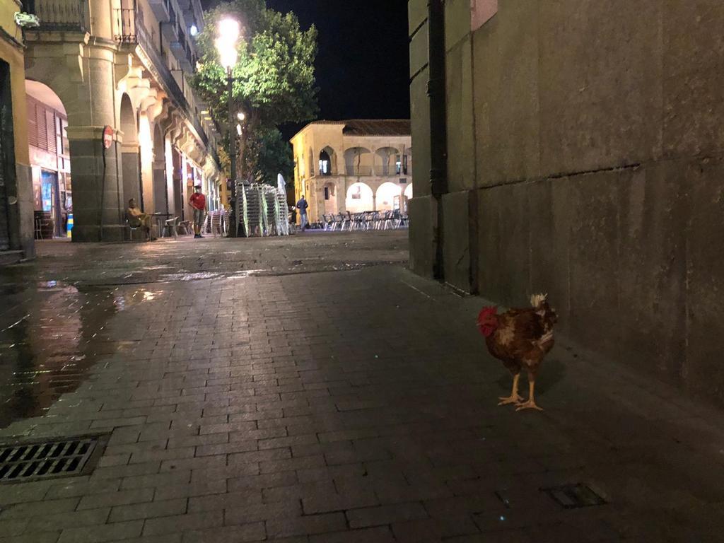 gallina perdigón