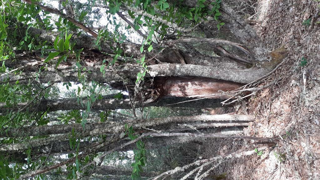 Castaño dentro de la finca desafectada para ampliar la cantera en Manzanal de Arriba