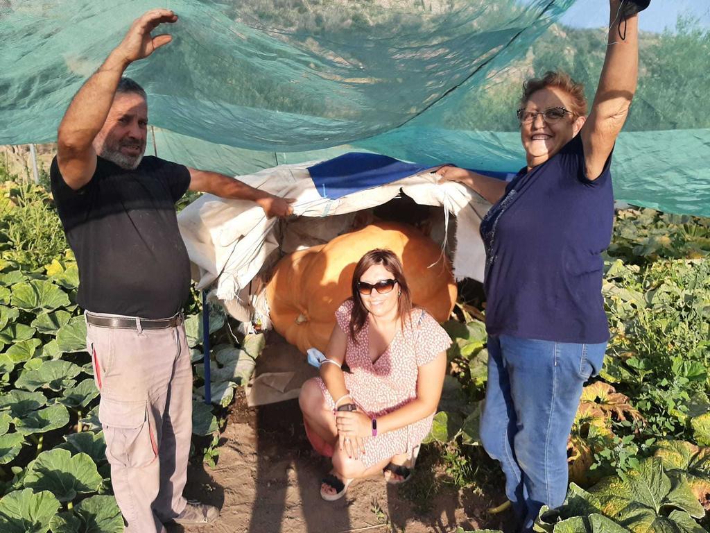 Imagen de la calabaza de 700 kilos cultivada en Fermoselle. Fotografía: CEDIDA