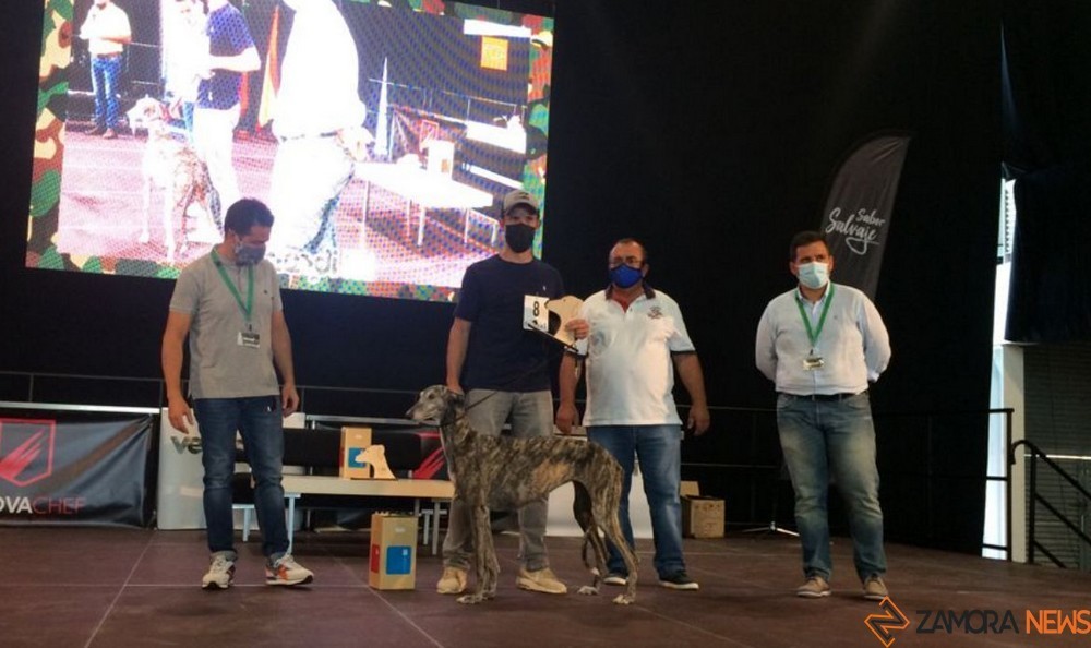 galga ganadora absoluta