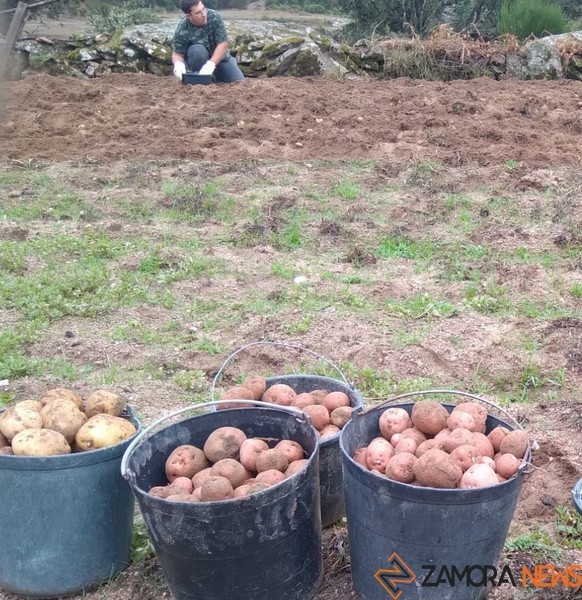 Recolección de patatas en Castro de Alcañices