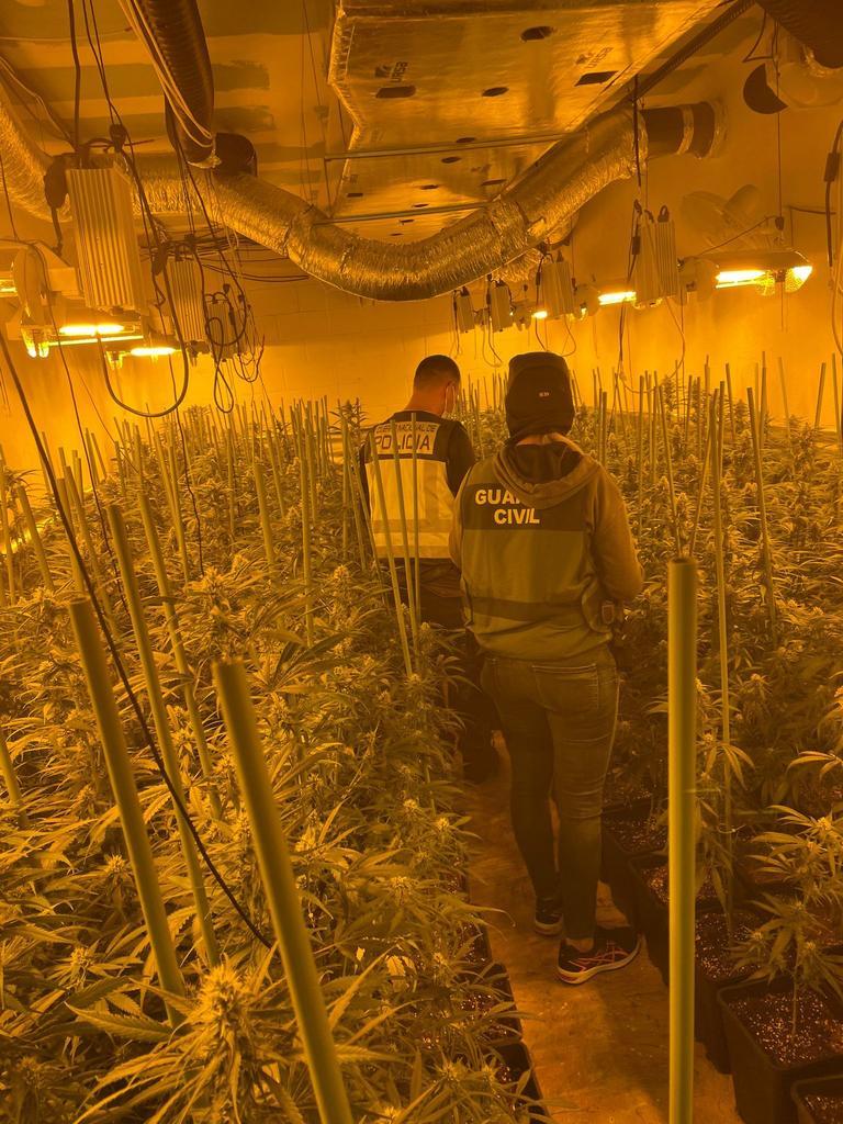 Plantación marihuana