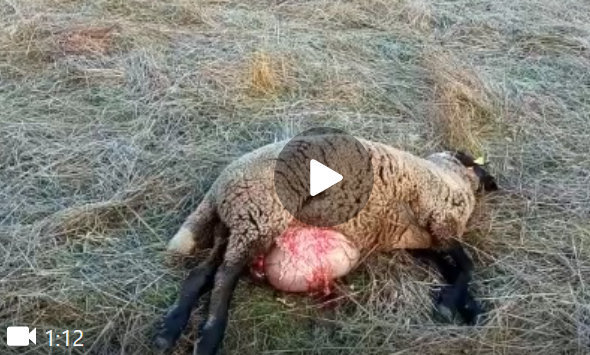 video lobada