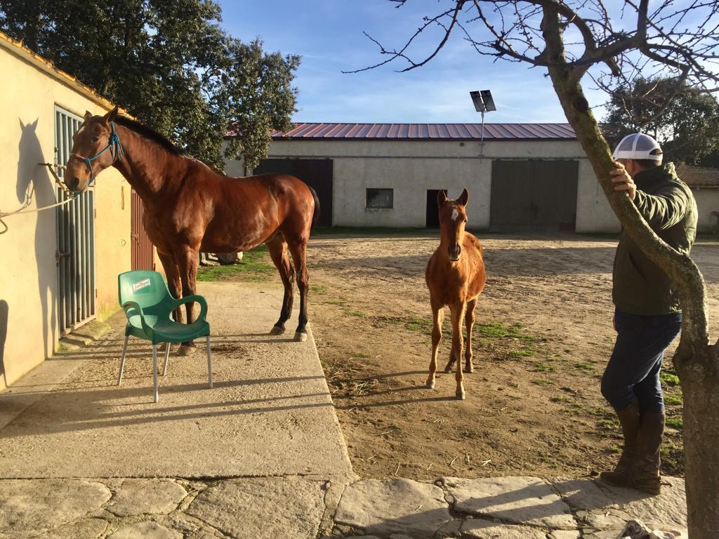 David Mendes junto a Imperial y una potrilla árabe pura