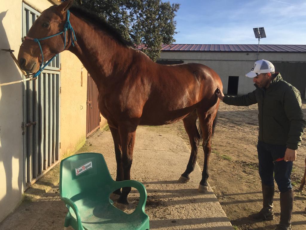 David Mendes acicalando a Imperial