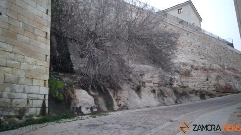 Higuera en la muralla