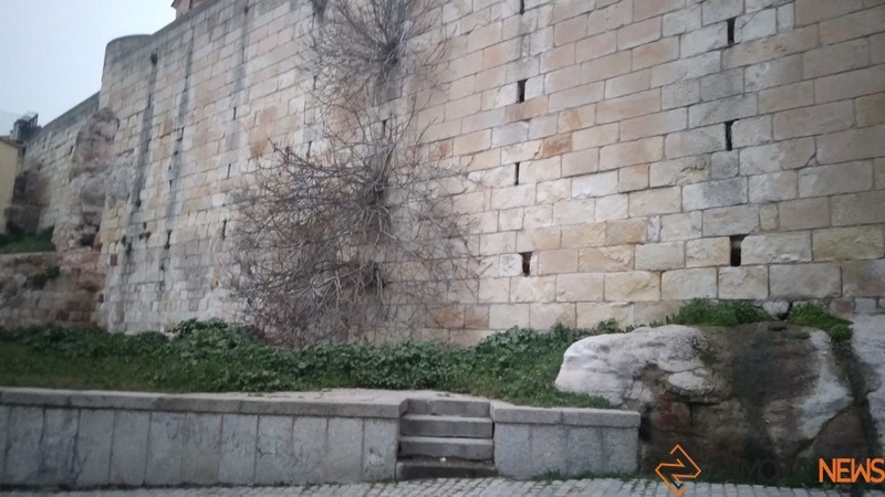 Higuera en la muralla