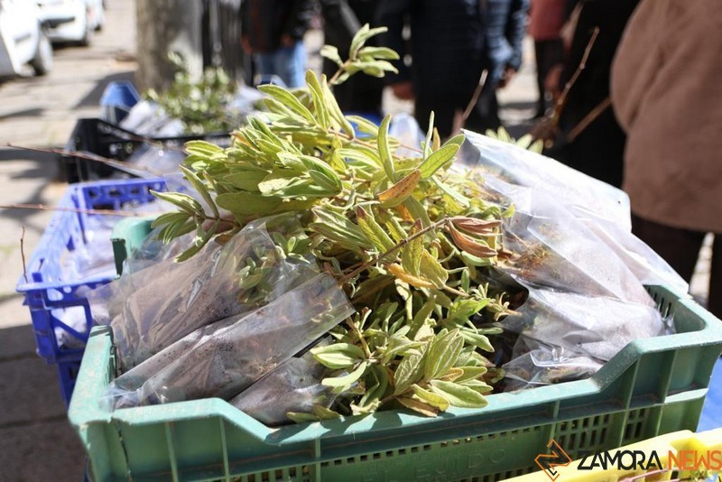 Reparto de plantas (4)