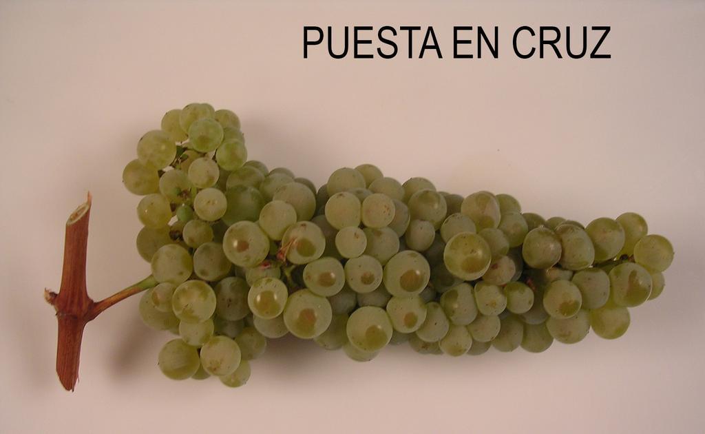 Uva variedad Puesta en Cruz