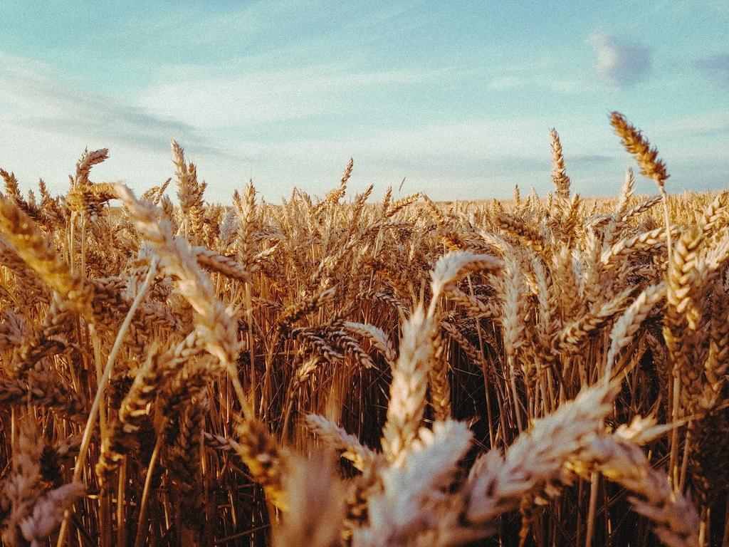 Campos de trigo