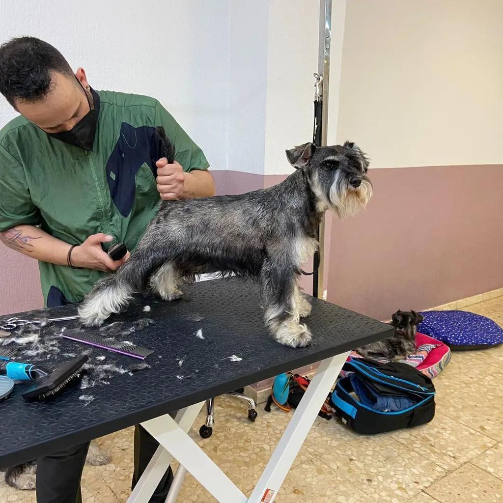 El zamorano David García en su trabajo como peluquero canino al frente de DG Can