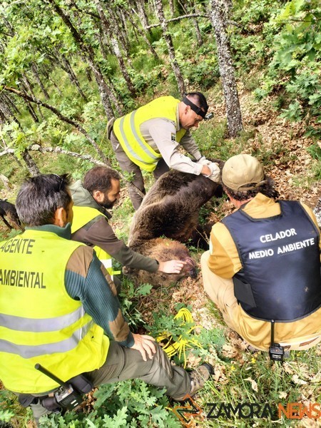 Operativo de la Junta que busca osos pardos en la Montaña Palentina