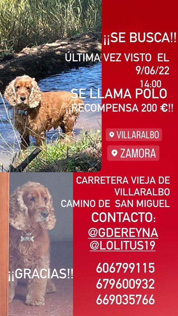 Cartel Polo, el cocker extraviado en Villaralbo
