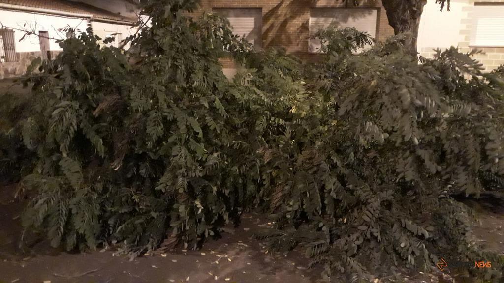 Caída de una rama en la plaza de Las Dueñas, Zamora