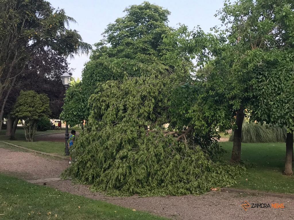 Rama caída en pleno parque de León Felipe