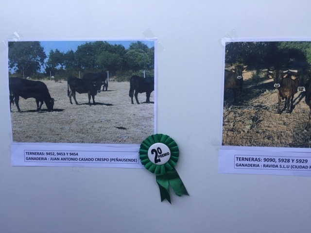 Premio a la explotación de JACC en el Concurso Nacional de Morfología de la Raza Sayaguesa