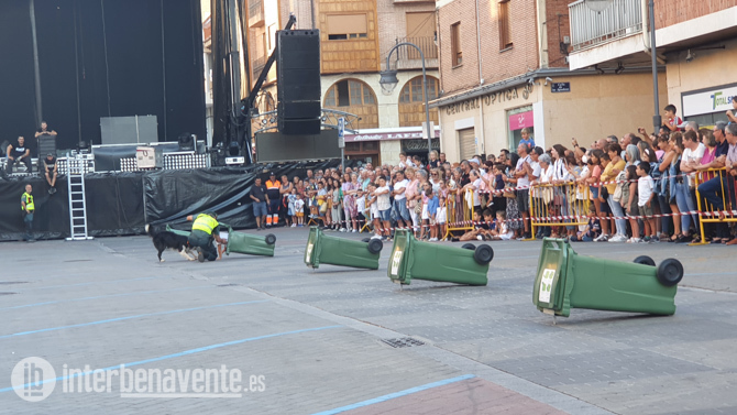 La exhibición canina del Grupo Cinológico de la Guardia Civil acapara miradas en la Feria de Productos de la Tierra. Fotografía: Interbenavente.es
