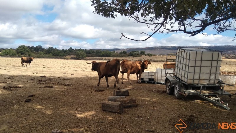 Vacas de la ganadería de Joseba en Sesnández de Tábara