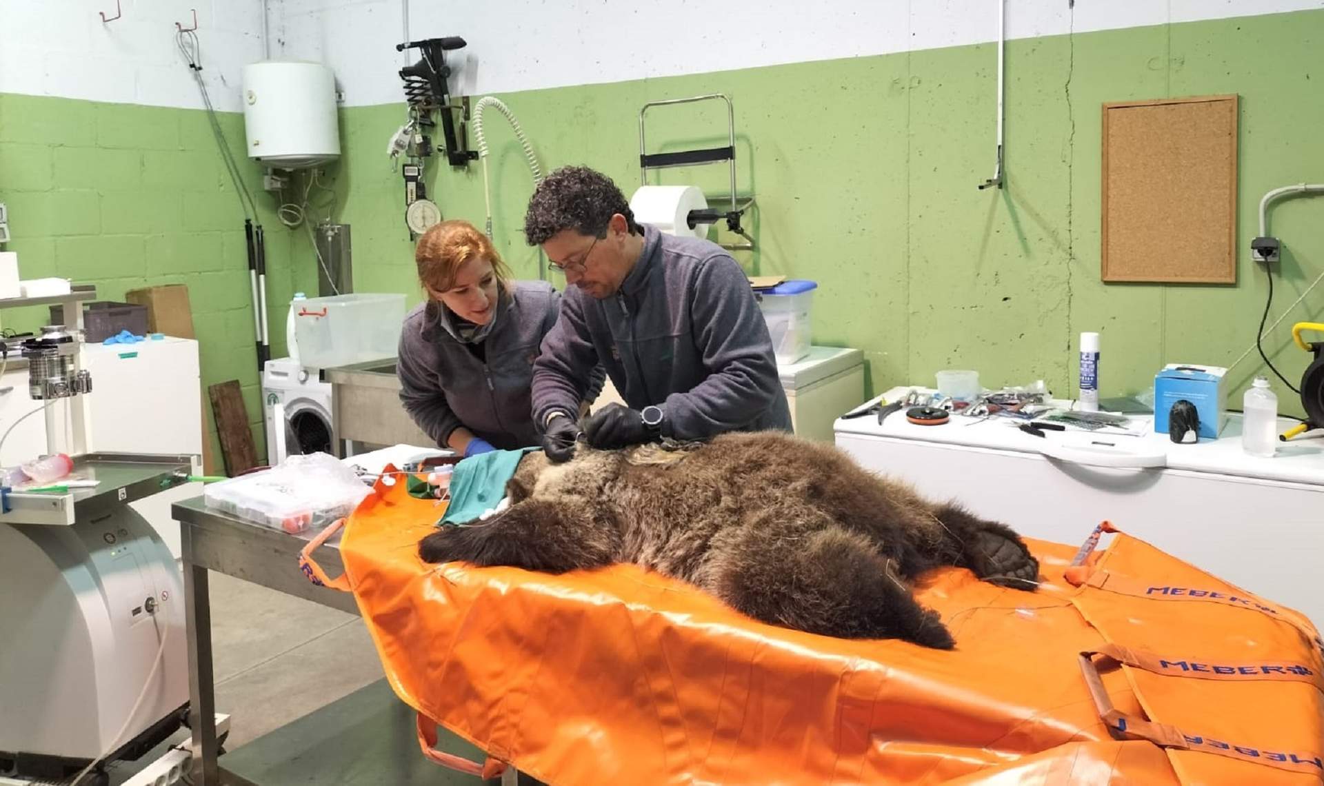 Intervención del equipo veterinario