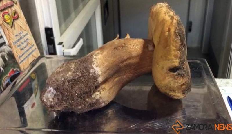 El boletus aereus de 675 gramos