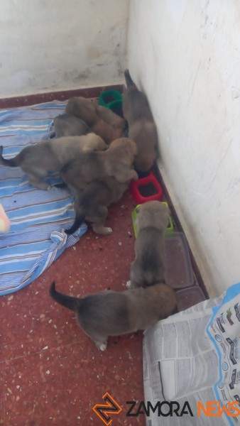 Los perros ya en el refugio