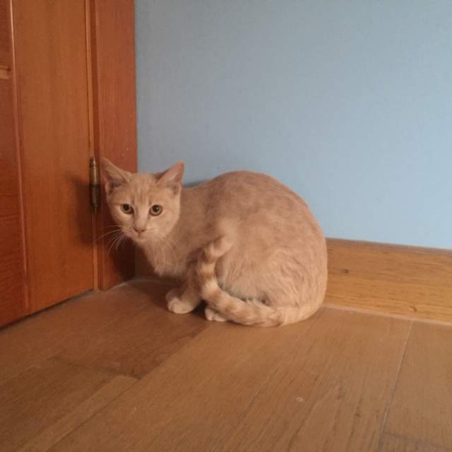 Gatita en adopción
