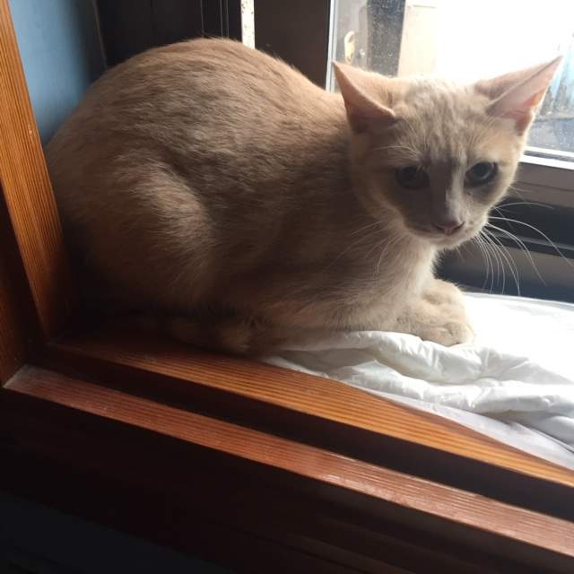 Gatita en adopción