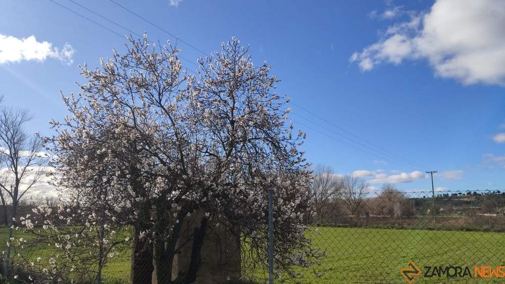 almendros en flor enero