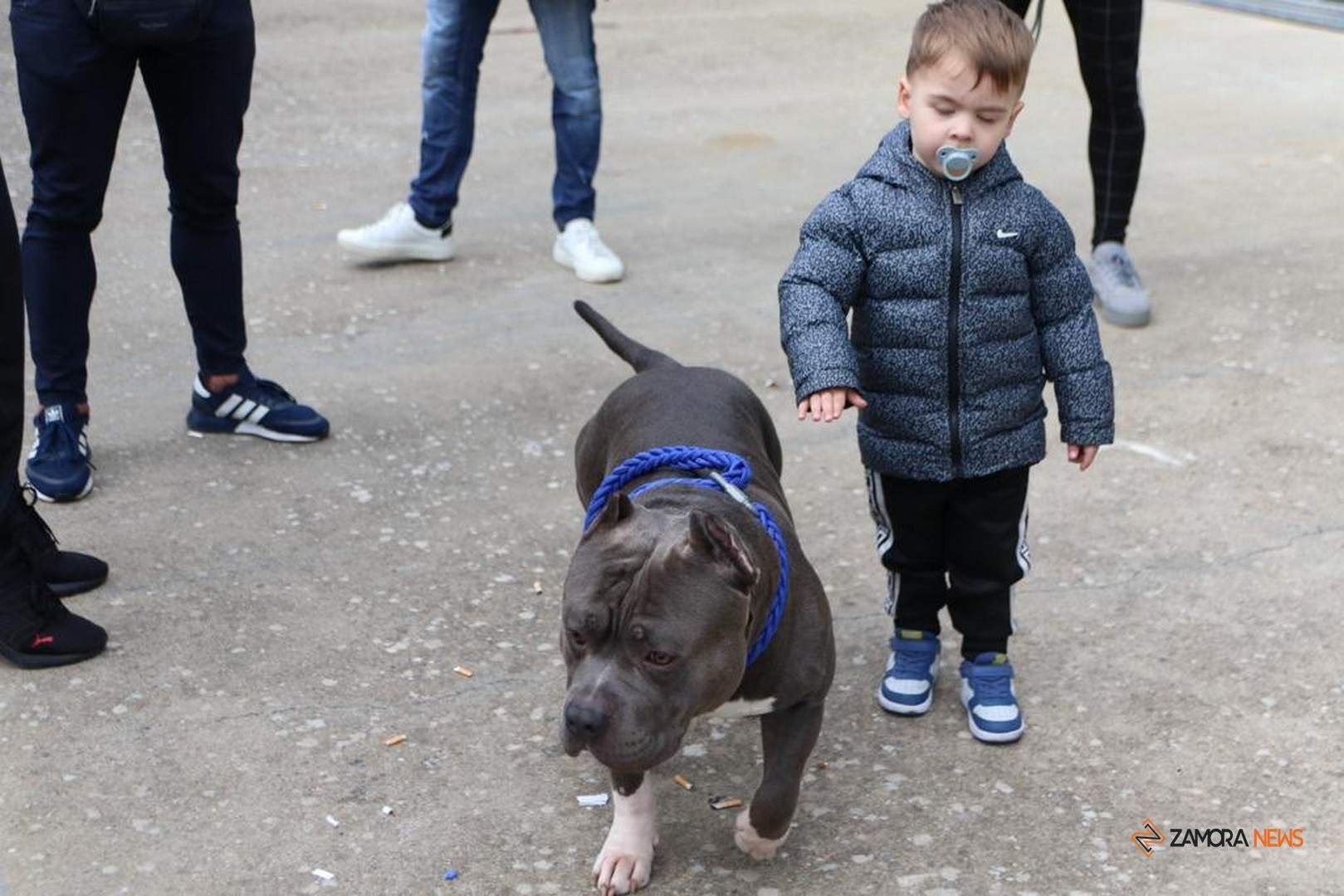 Certamen Euronationals 2023 American Bully_22