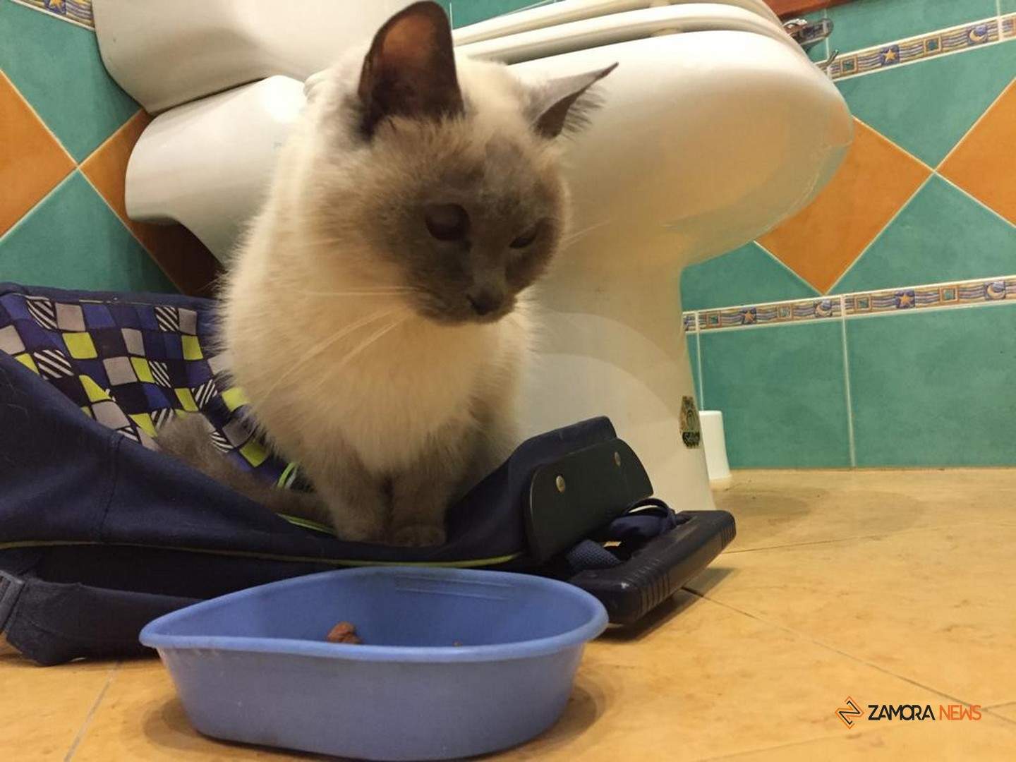 Gata con una ceguera total y una hernia inguinal abandonada en el recinto del Banco de España