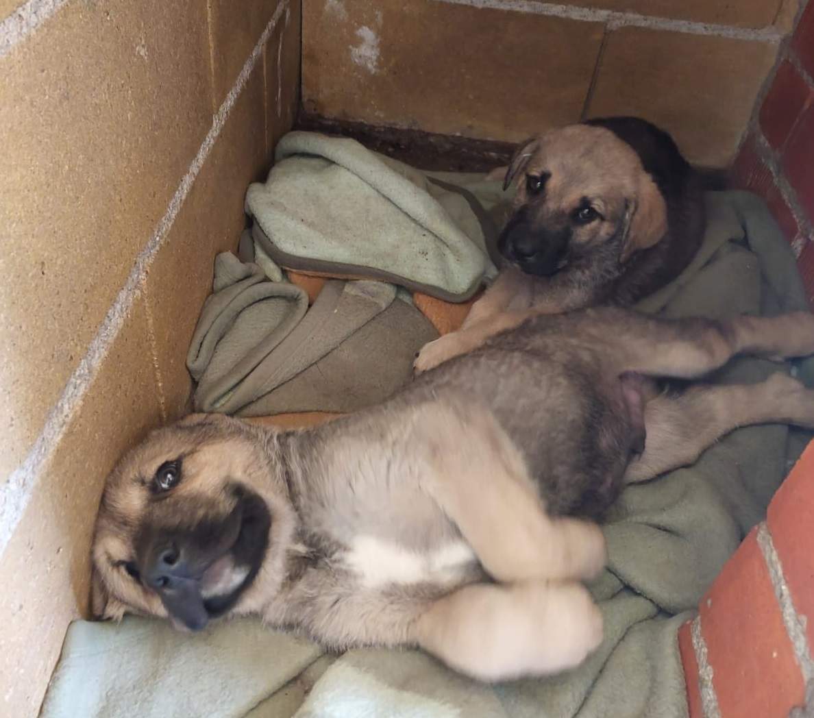 Cachorros abandonados en Toro. Fotografías: Animales Abandonados en Toro-Voluntariado