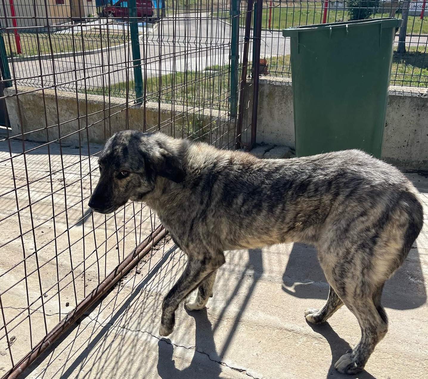Animales Abandonados en Toro. Fotografía: Voluntariado Toro