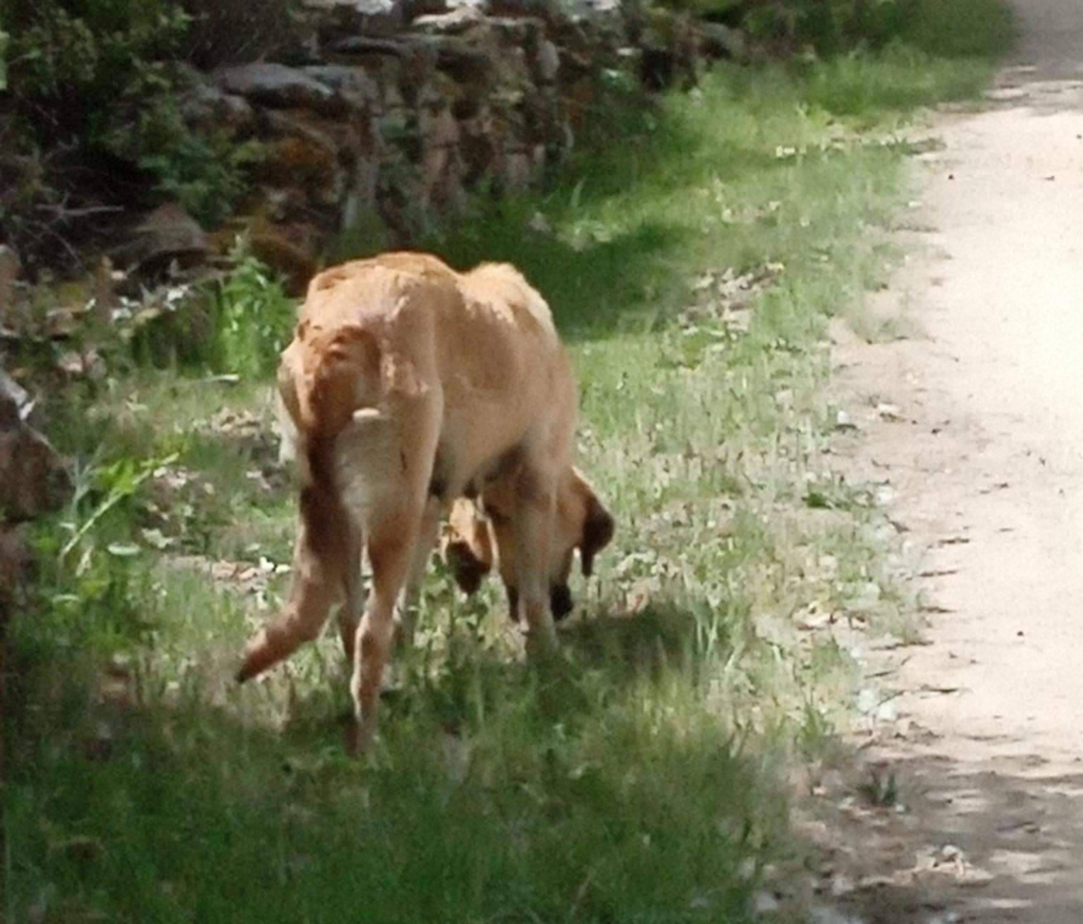 Estado de los animales en Codesal (2)