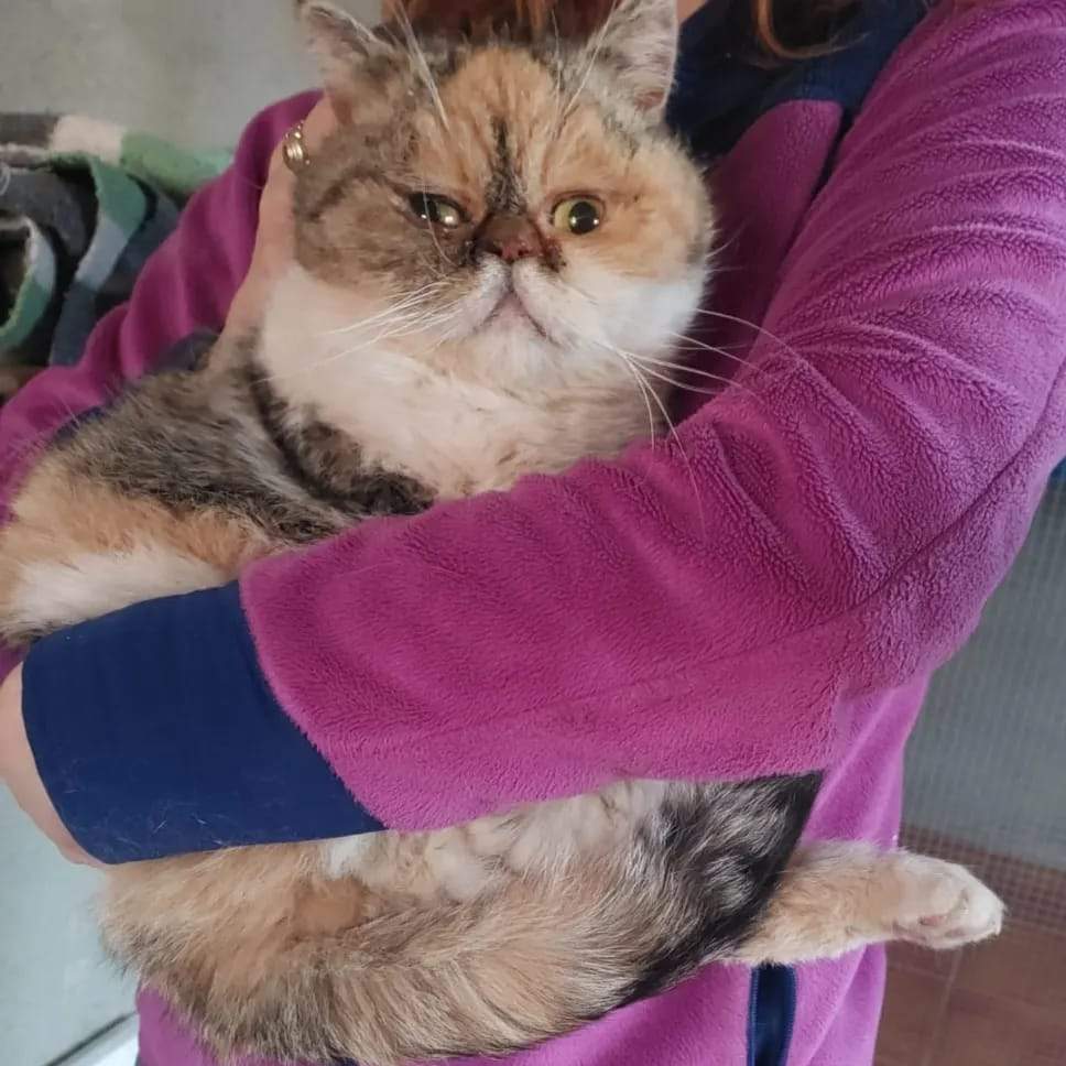 Espe, la gata en acasa de acogida desaparecida. Fotografía: Animales Abandonados Toro