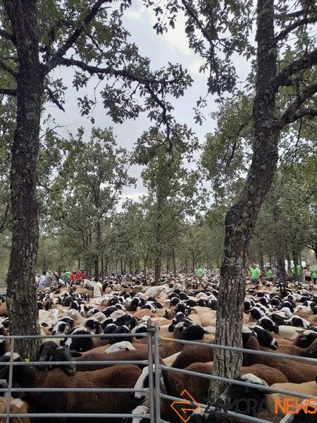 Trashumancia San Vitero _2