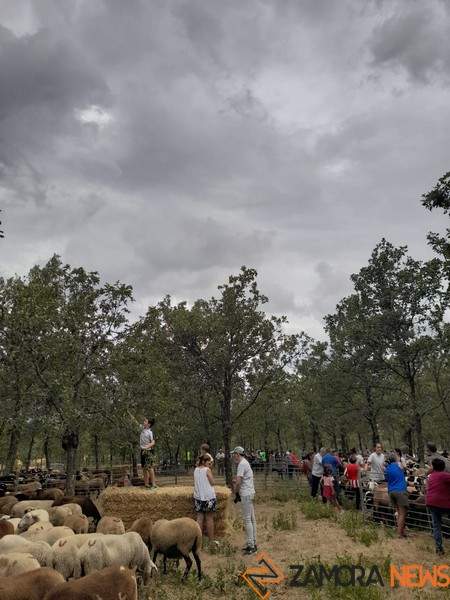 Trashumancia San Vitero _4