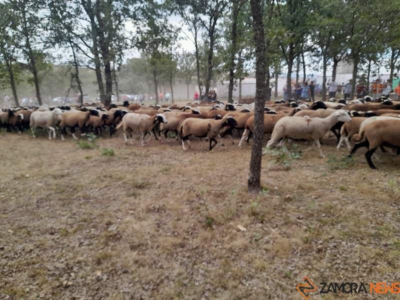 Trashumancia San Vitero _5