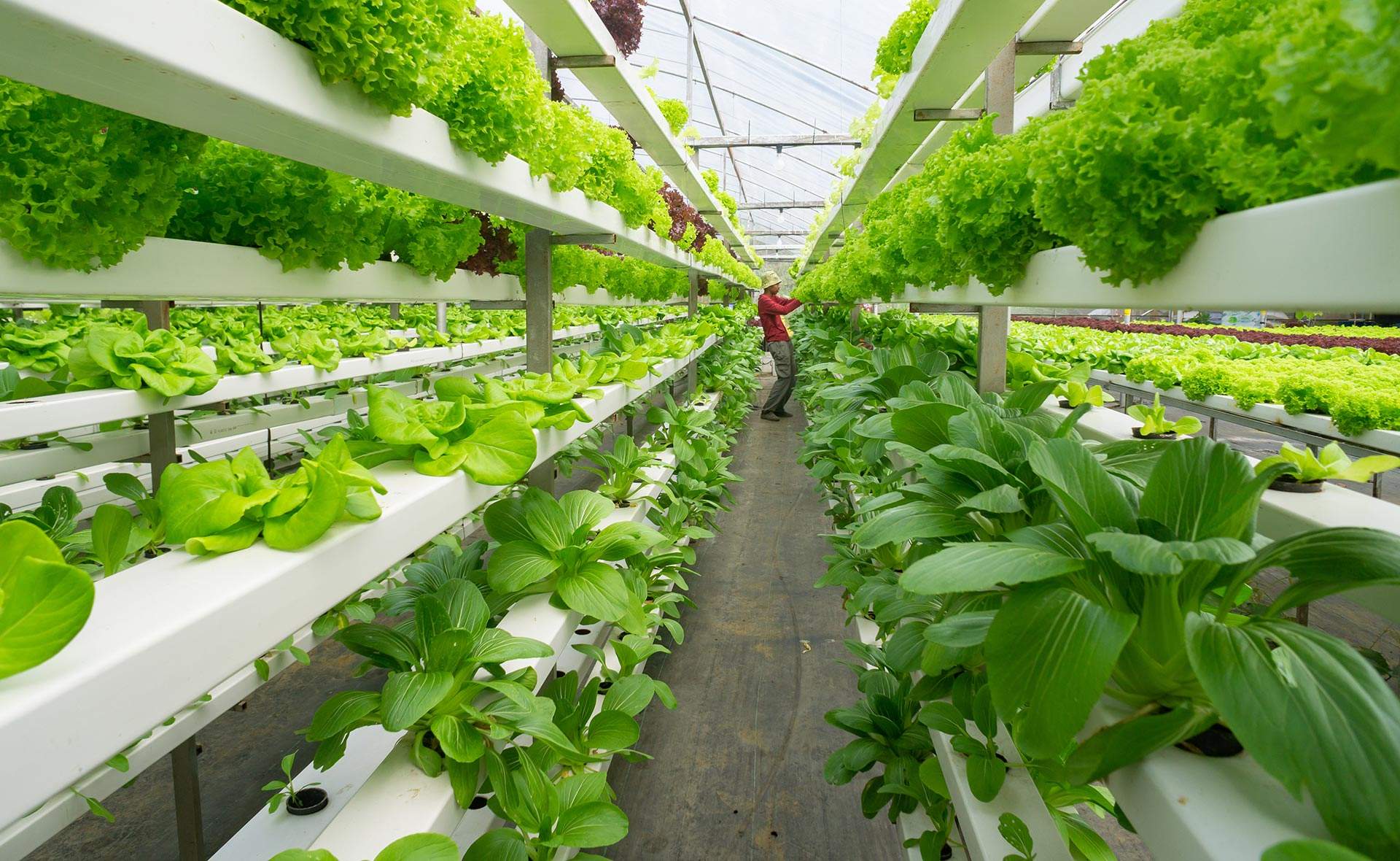 Proyecto de cultivo hidropónico