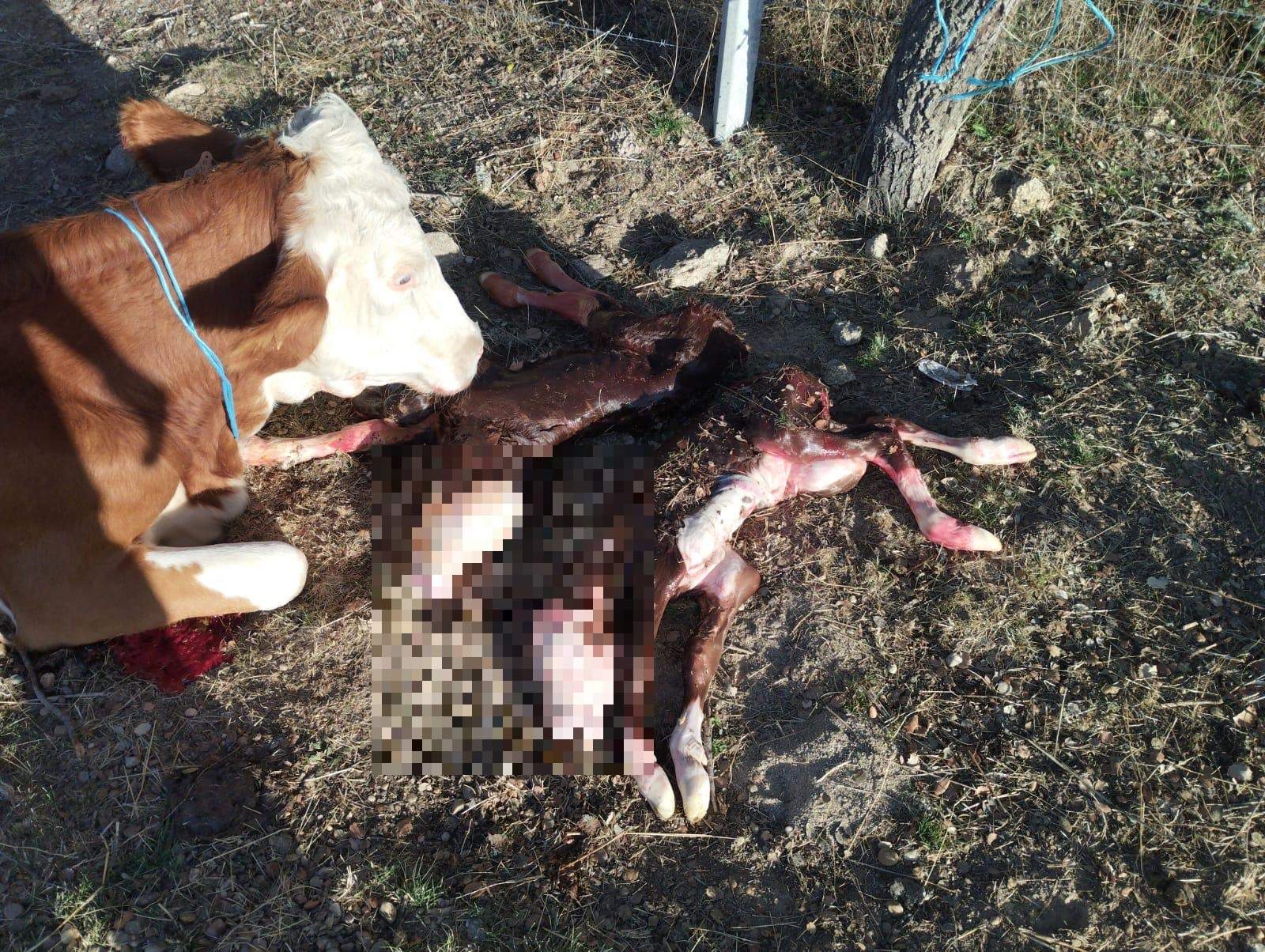 Abortos de vacas nodrizas afectadas por la EHE en una explotación de Sayago. Fotografía: CEDIDA