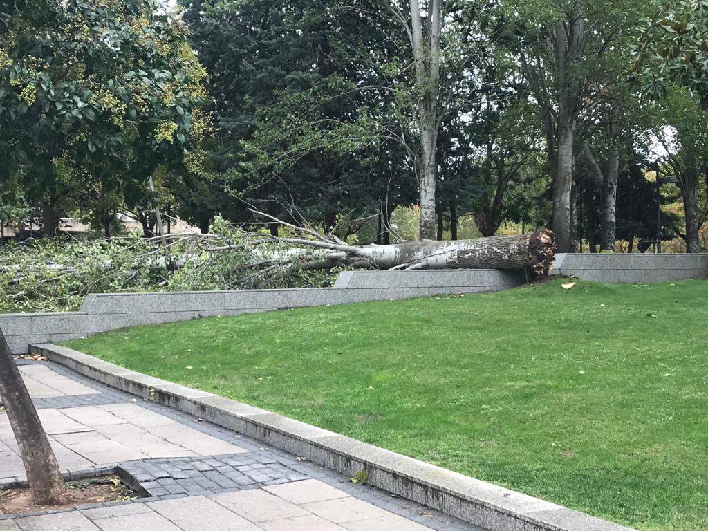 Caída árbol en La Marina (2)