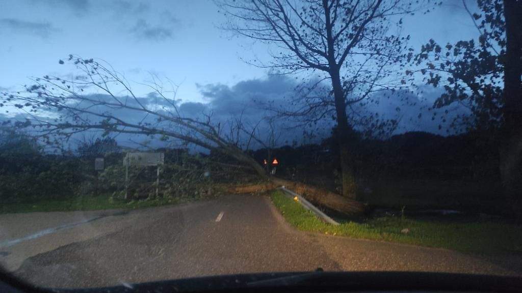 caída de un árbol en Moralina de Sayago