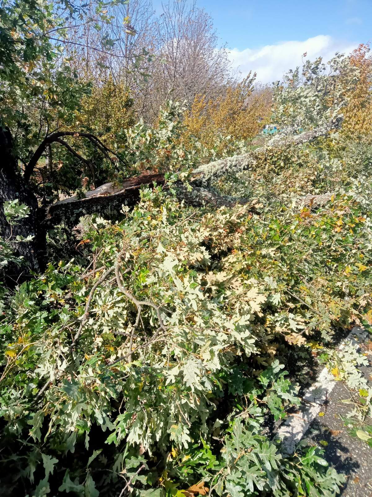 Caída árboles en las carreteras de Zamora por el temporal (1)