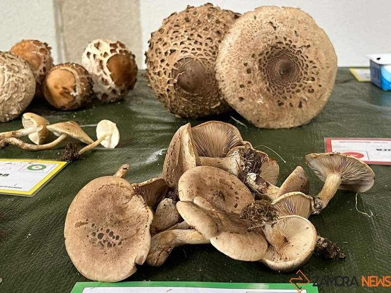 Exposición Micológica (13)