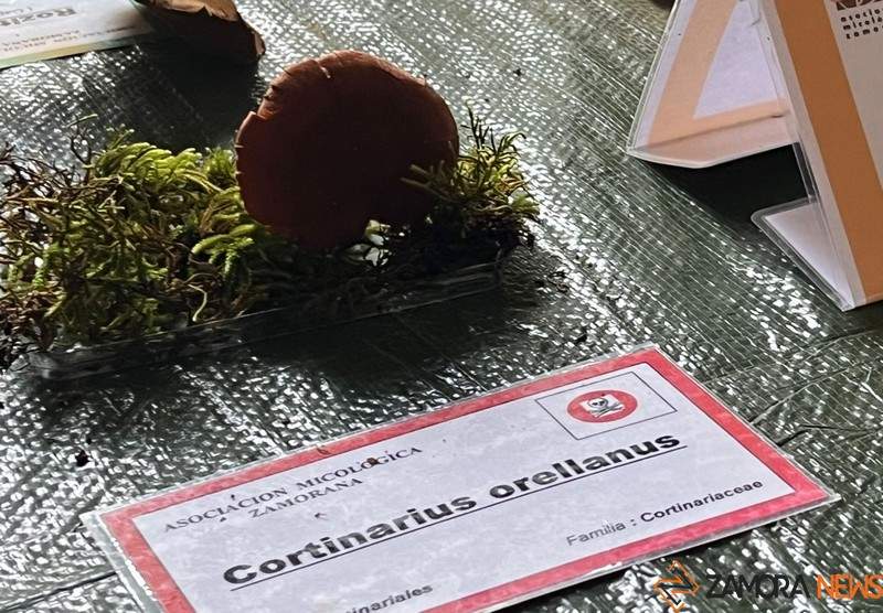Cortinarius orellanus